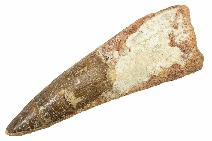 Fossil Spinosaurus Tooth - Real Dinosaur Tooth #344514